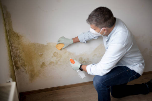 Forensic Mold Investigation in Brevard, NC
